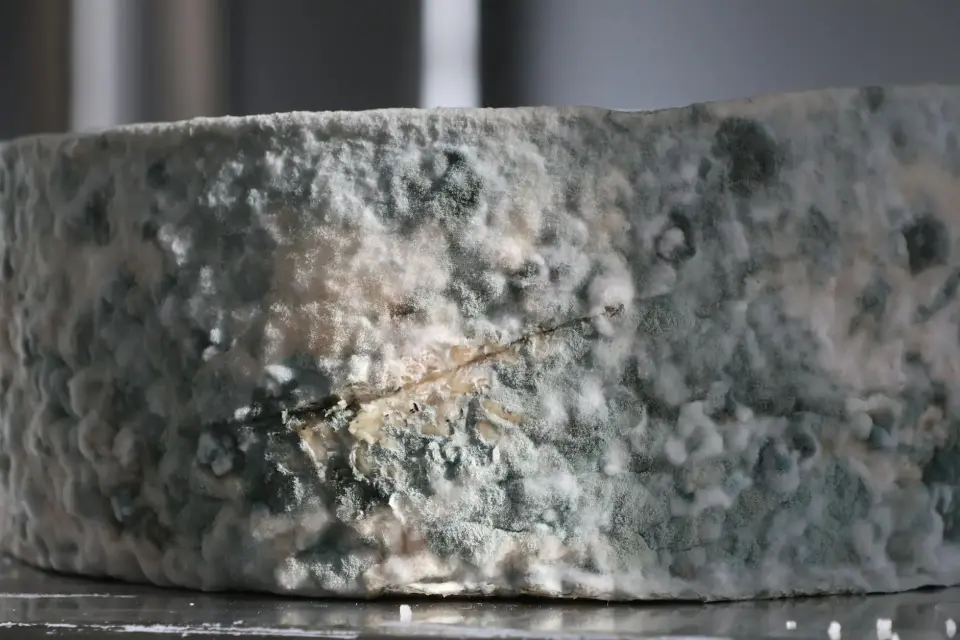 Understanding the Dangers of Hidden Mold — Temple